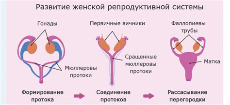 Влияние уровня гормонального фона на размер яйцеклеток: важный фактор в репродуктивной системе