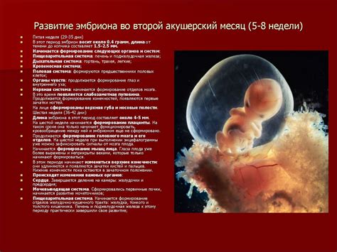 Влияние цитомегаловируса на развитие плода: последствия и особенности