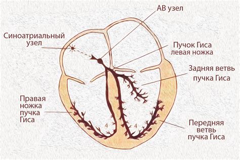 Внутрижелудочковая проводимость у взрослых: