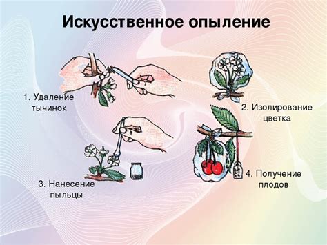 Водный режим и процесс опыления