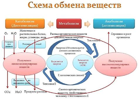 Воздействие голода на обмен веществ и энергетическую равновесие