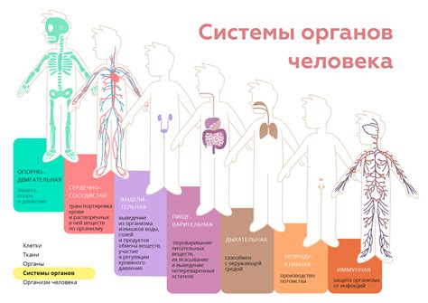 Воздействие заболевания на функционирование организма