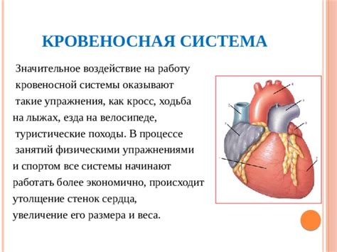 Воздействие мела на работу организма: основные принципы