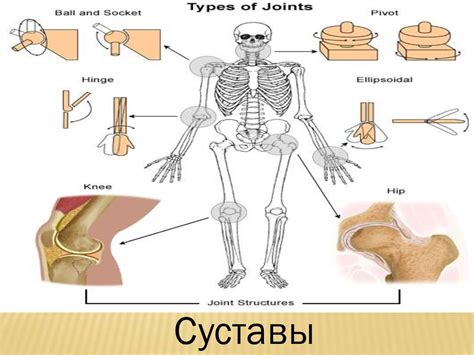 Воздействие на состояние костей и суставов