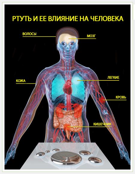 Воздействие ртути на организм