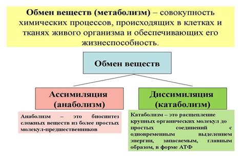 Возможности шейпинга для поддержания метаболизма: влияние на обмен веществ