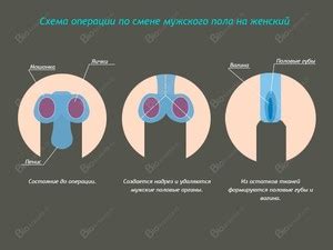 Возможные альтернативы к ранней операции по удалению половых органов у щенков