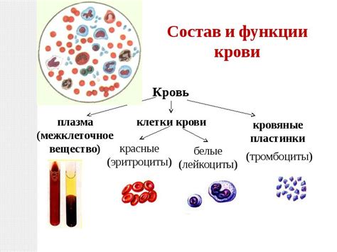 Восстановление крови после потери