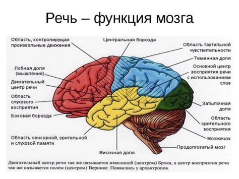 Врожденные физиологические нарушения и их последствия для речи