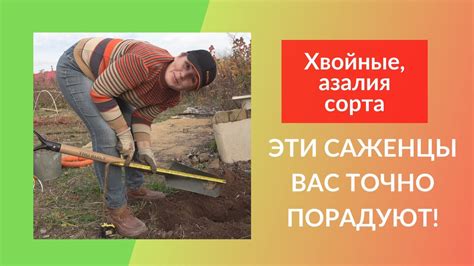 Выбор места для сбора саженцев