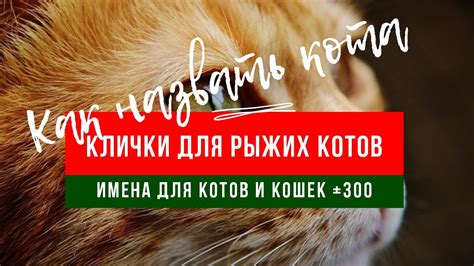 Выбор подходящего кота для усыновления