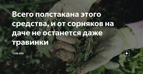 Выгода от грызения травинки