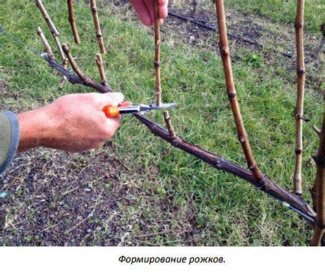 Выгоды обрезки листьев на винограде