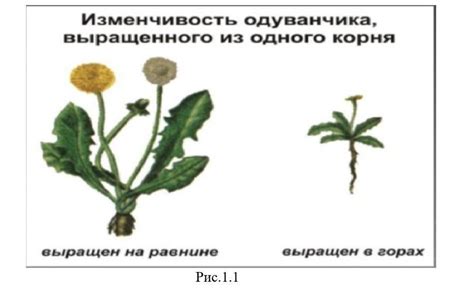 Генетическая предрасположенность: важный фактор формирования размера овуляционных клеток