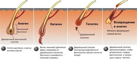 Генетическая предрасположенность к росту волос на груди