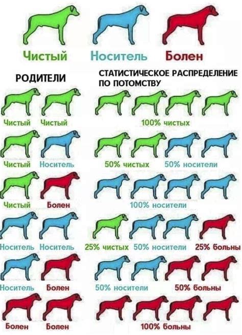 Генетические анализы щенка