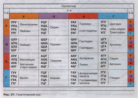 Генетические особенности гомозиготы