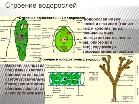 Главные органы тела водорослей и их функции