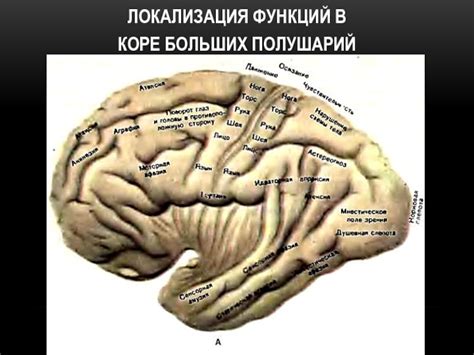 Главные проявления и признаки расстройства функции левосторонней пирамиды