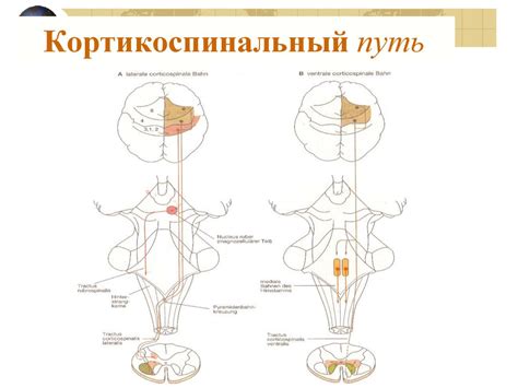 Двигательная функция