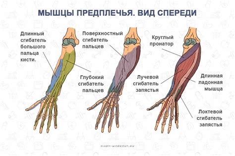 Движение рук: фундаментальные принципы и механизмы