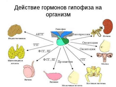 Дезбаланс гормонов в организме