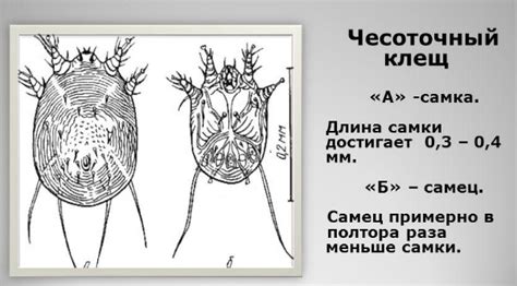 Дезинфекция мебели от чесоточного клеща