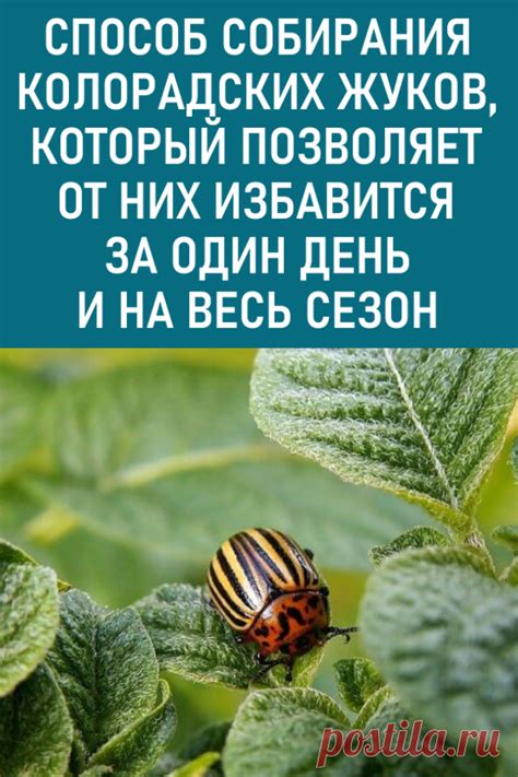 Действие биологических препаратов на колорадских жуков