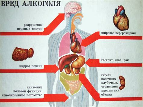 Действие тубуса на организм