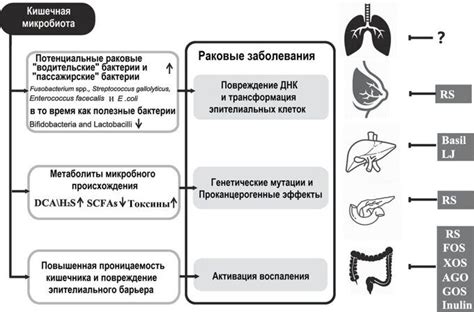 Действие углеводов на организм