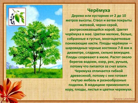 Дендрология как наука и важность ее развития для сохранения богатства природы