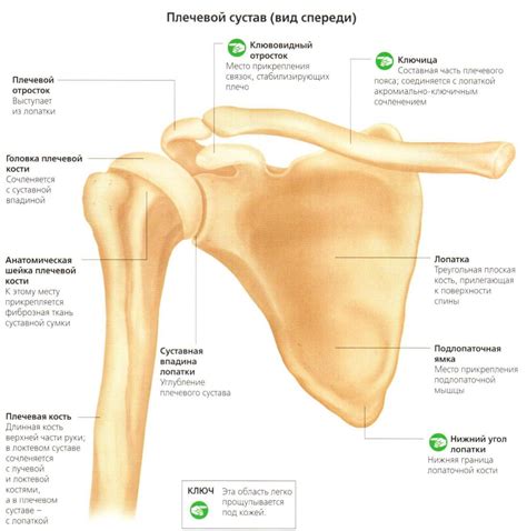 Диагностика очага в плечевой кости: методы и особенности