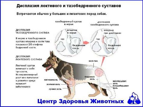 Дисплазия у собак: суть проблемы