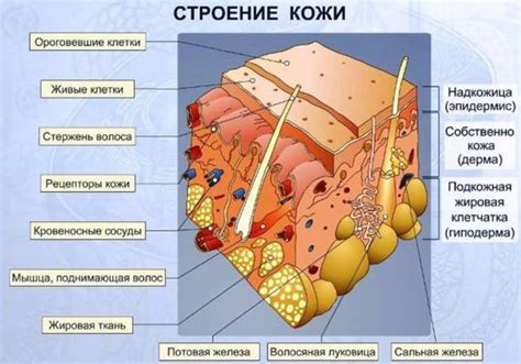 Длительное действие на кожу