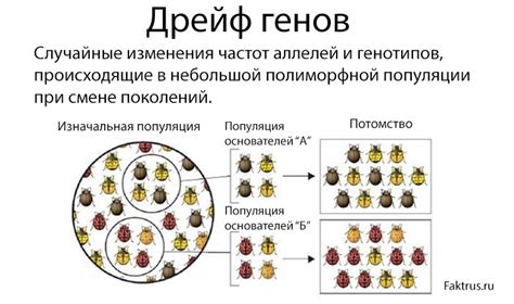 Дрейф генов: механизм и значение