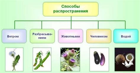 Естественные способы предотвращения распространения болезни на растениях