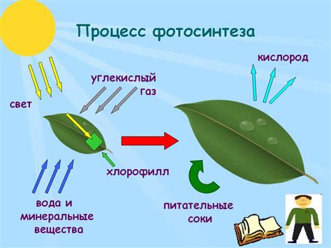 Жгутики и их воздействие на процесс фотосинтеза