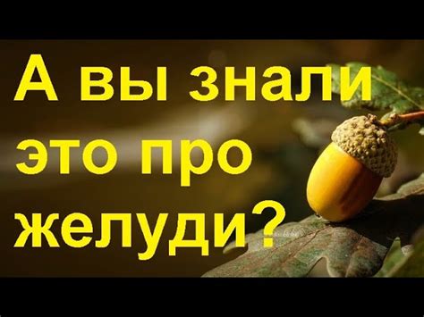 Желуди: что это такое и какие свойства у них