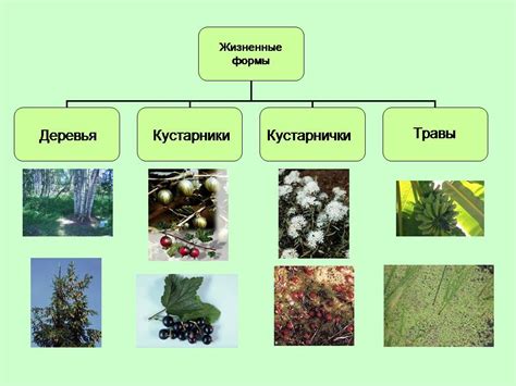 Жизненные формы в биологии