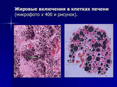 Жировые клетки в перьях