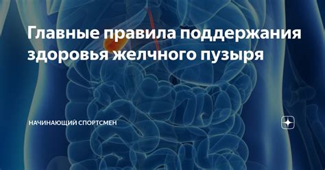 Значение воды для поддержания здоровья желчного пузыря: сколько нужно пить?