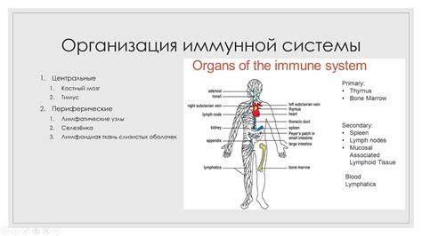 Значение для иммунной системы