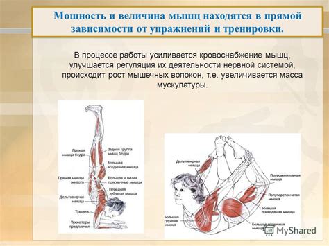 Значение для работы мышц