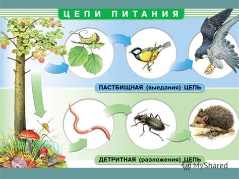 Значение для экосистемы и пищевой цепи