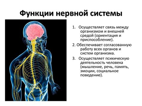 Значение изучения нервной системы