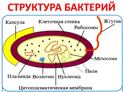 Значение клеточной мембраны в бактериальной клетке