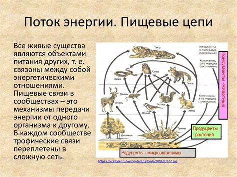 Значение кормовой цепи в экосистеме