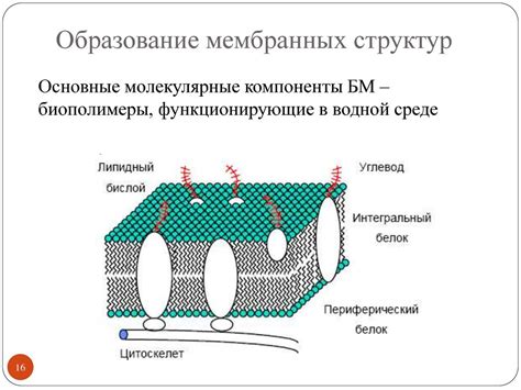 Значение мембранных структур для клеточного метаболизма