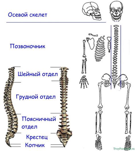 Значимость правильного расположения позвоночника