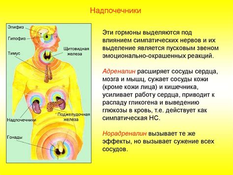 Значимость эндокринной системы и функции ее органов